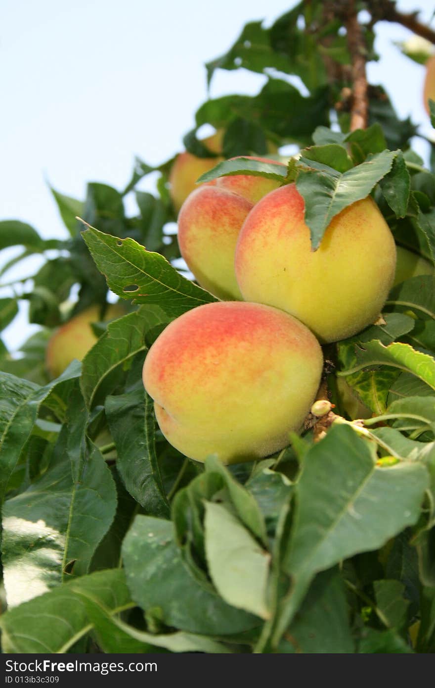 Peach On Tree