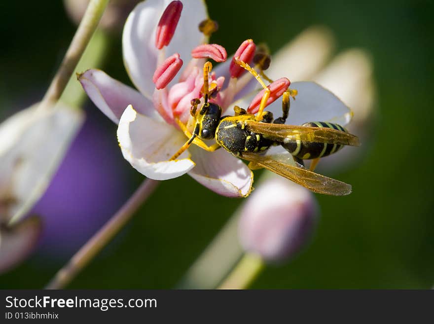 Wasp eating blossom dust of a flower