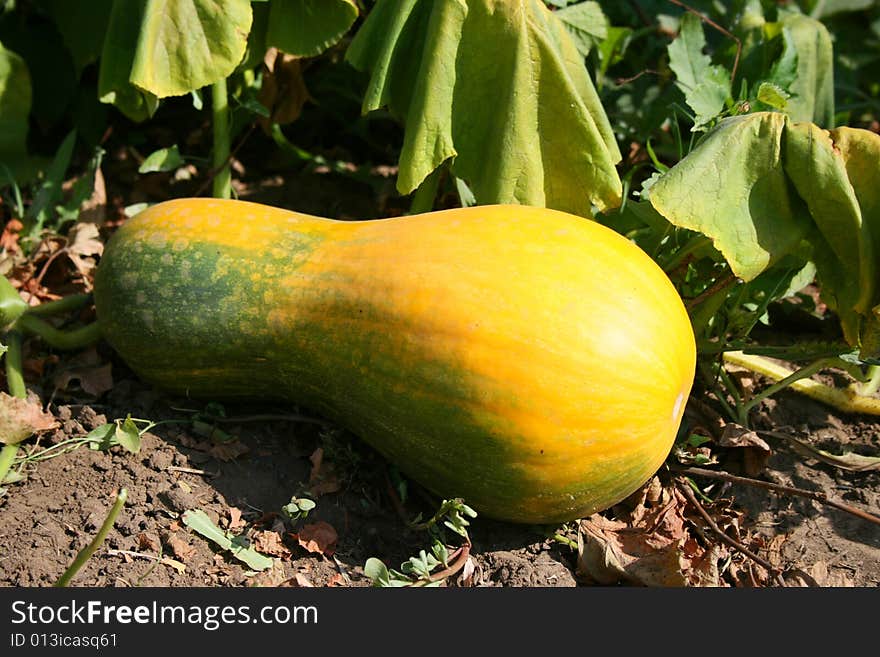 Big pumpkin growing on a pumpkin patch