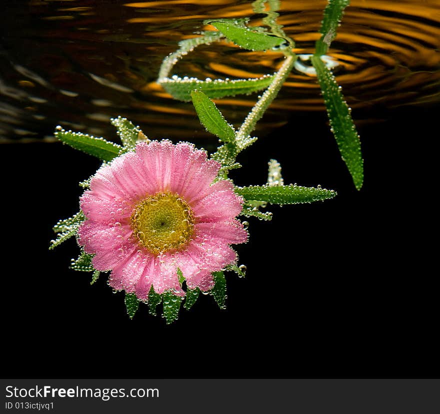 Aster flower underwater