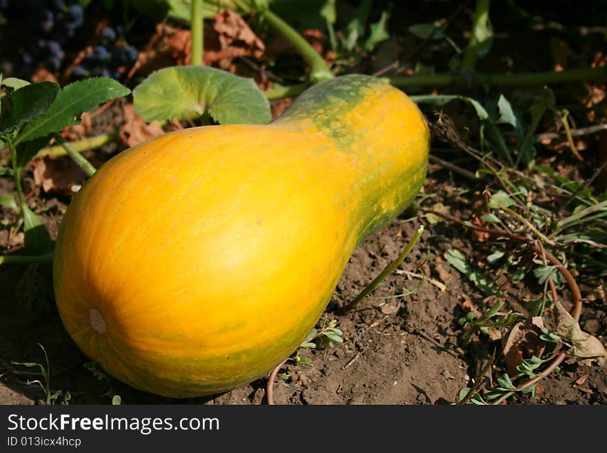 Big pumpkin growing on a pumpkin patch