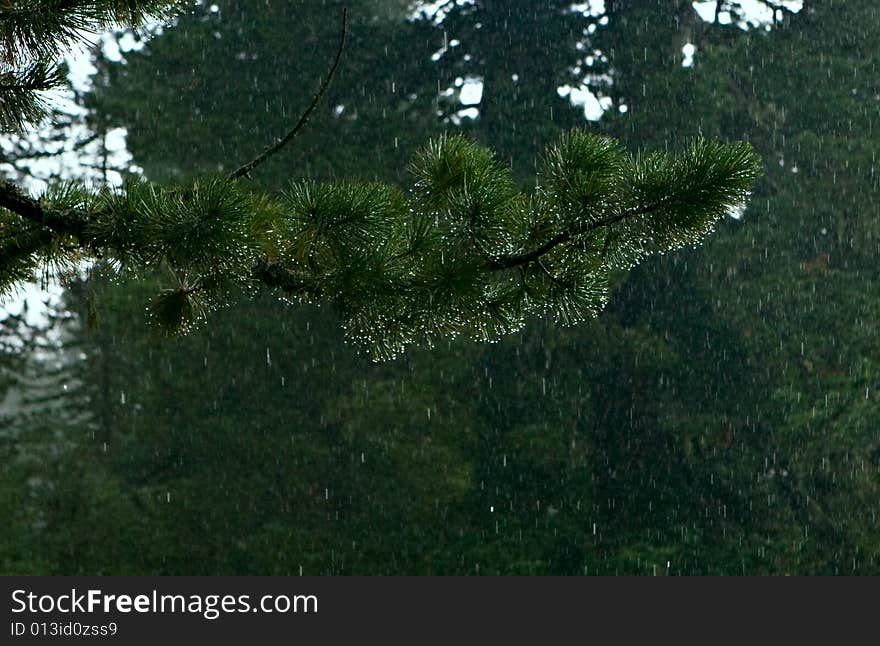 Rain drops on pine branch