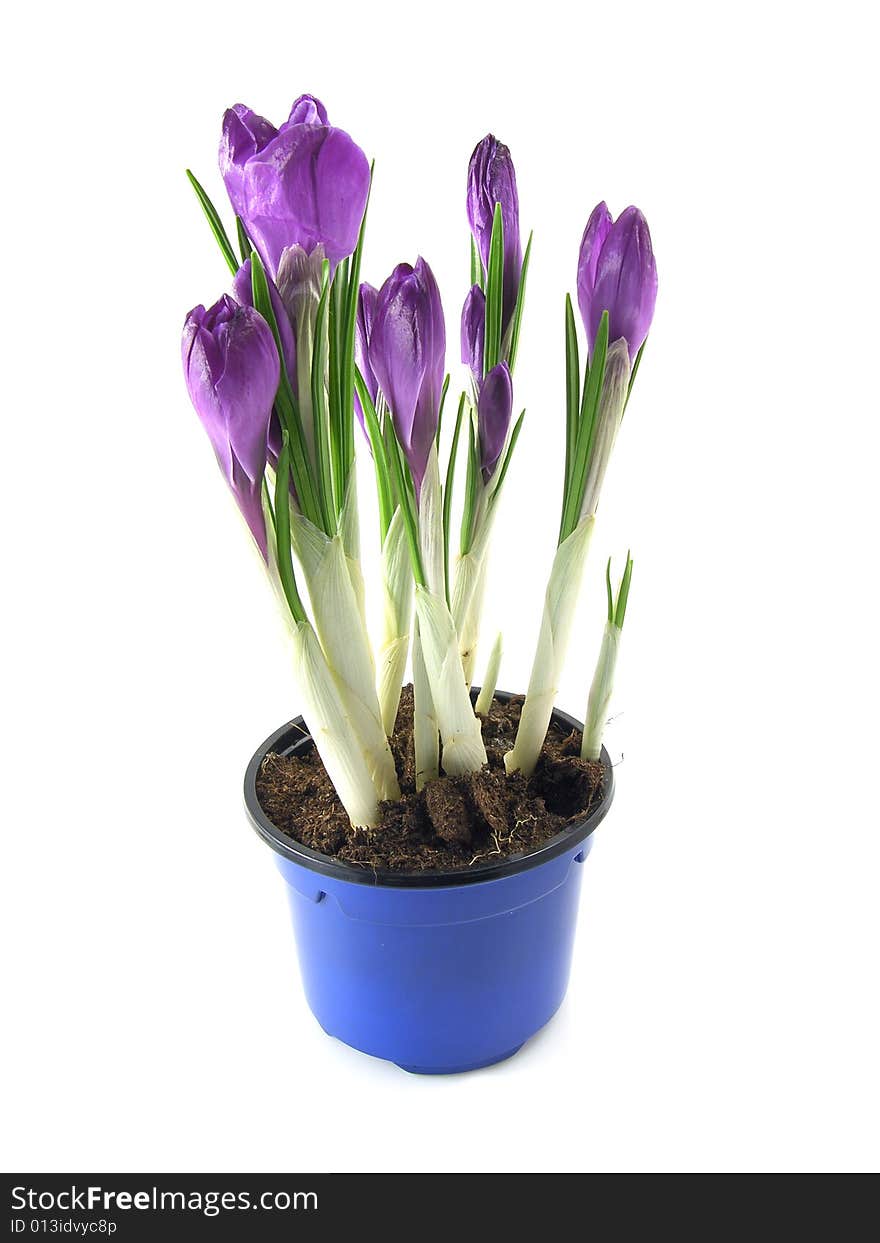 Purple croci on the white background. Purple croci on the white background