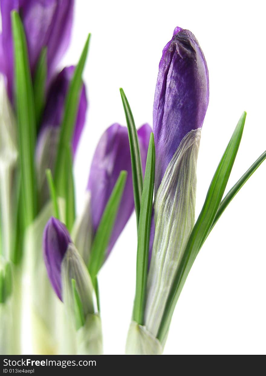 Purple croci on the white background. Purple croci on the white background