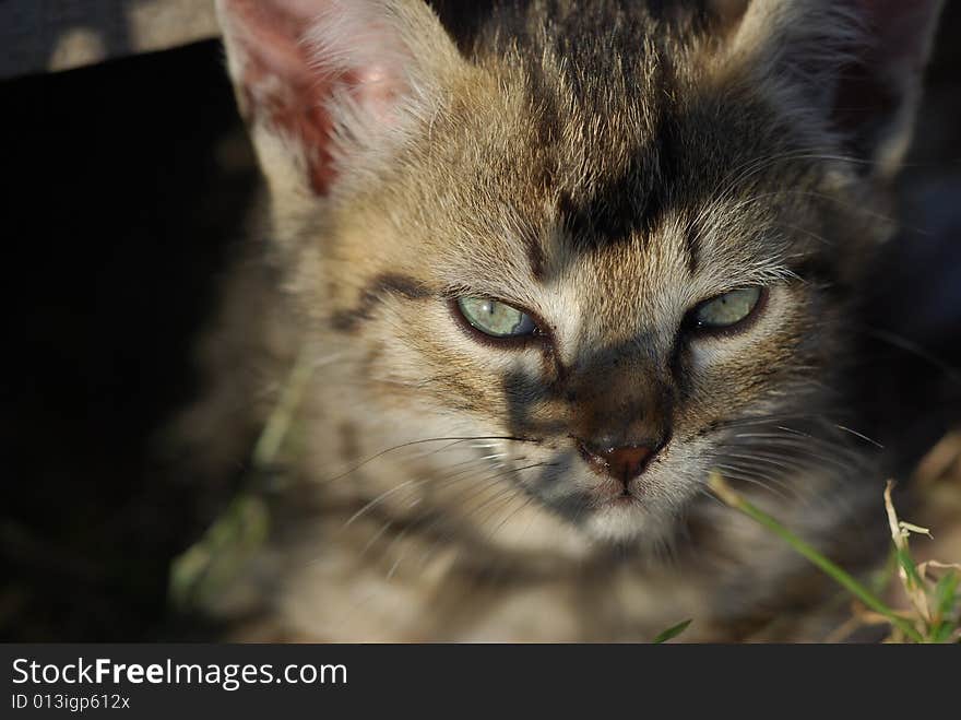 Cat at the first light of dawn. Cat at the first light of dawn