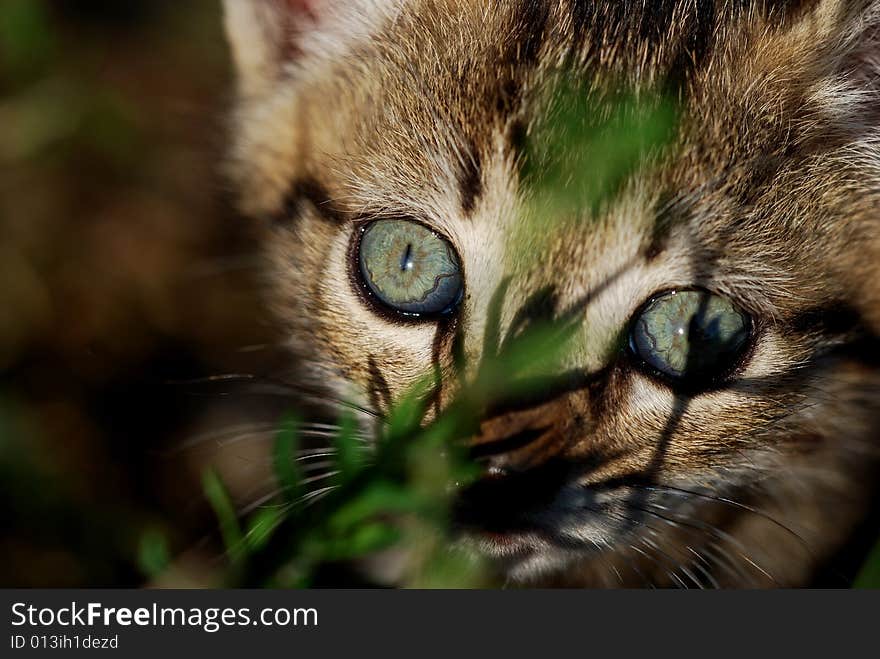 Cat at the first light of dawn. Cat at the first light of dawn