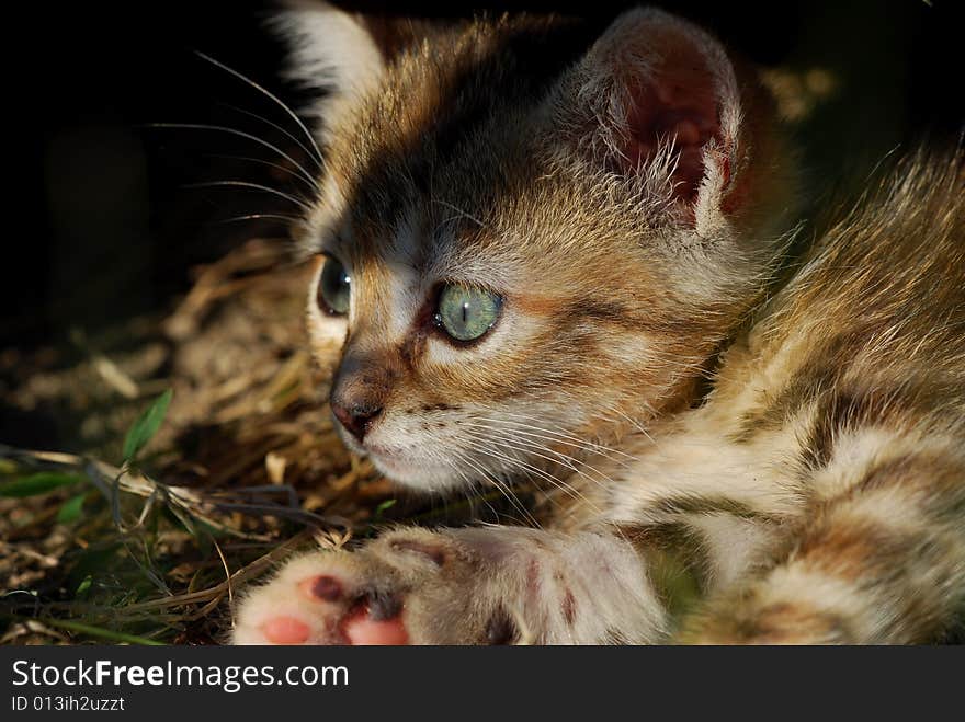 Cat at the first light of dawn. Cat at the first light of dawn