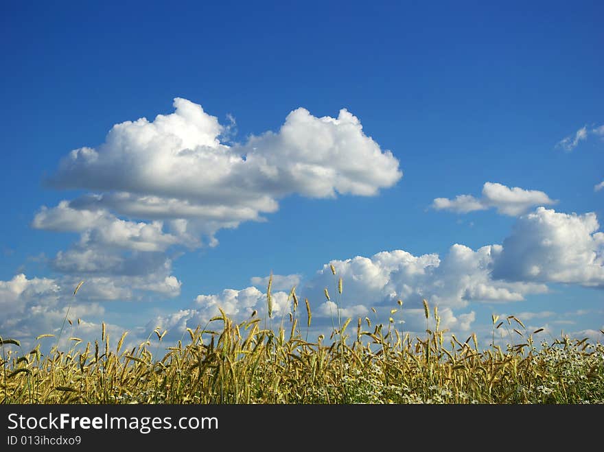 Wheat Field