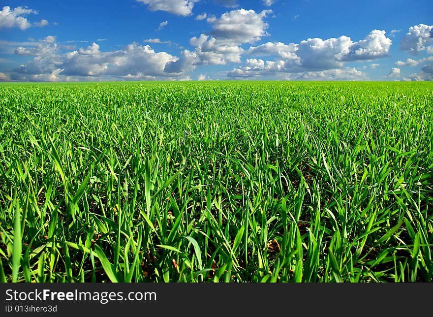 Field on a background of the blue sky. Field on a background of the blue sky