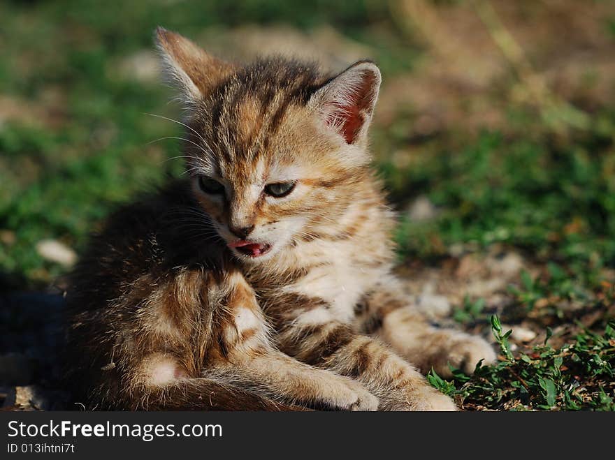 Cat at the first light of dawn