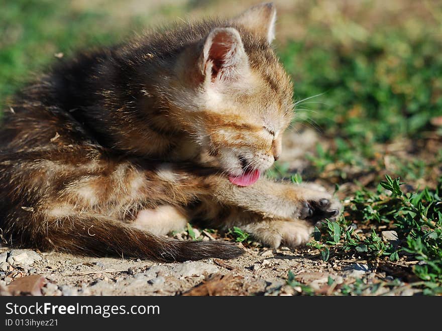 Cat at the first light of dawn