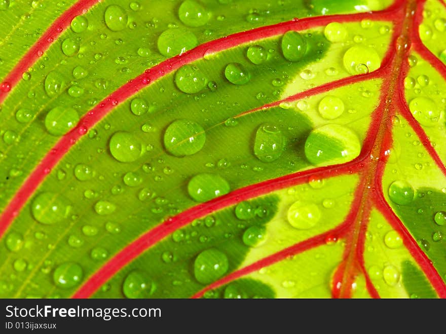 Green  background leaf  with rain drops