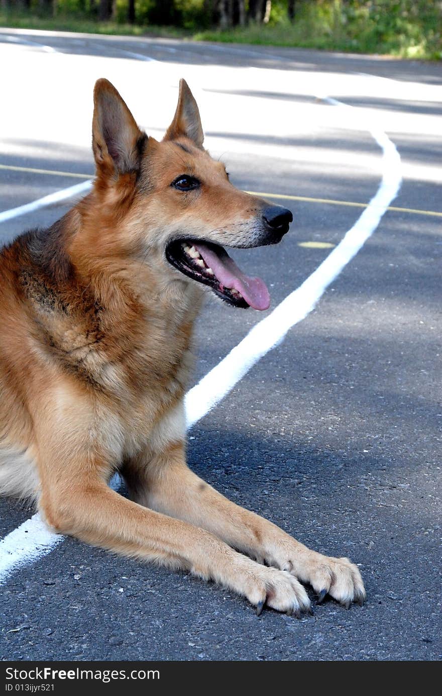 Dog is laying in road of stadium. Dog is laying in road of stadium