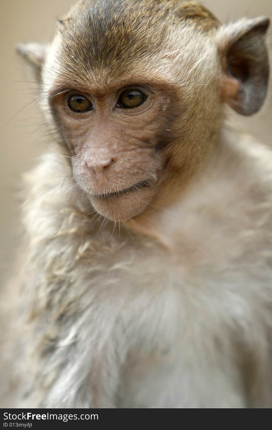 A smart monkey in a historical park at Asia. A smart monkey in a historical park at Asia