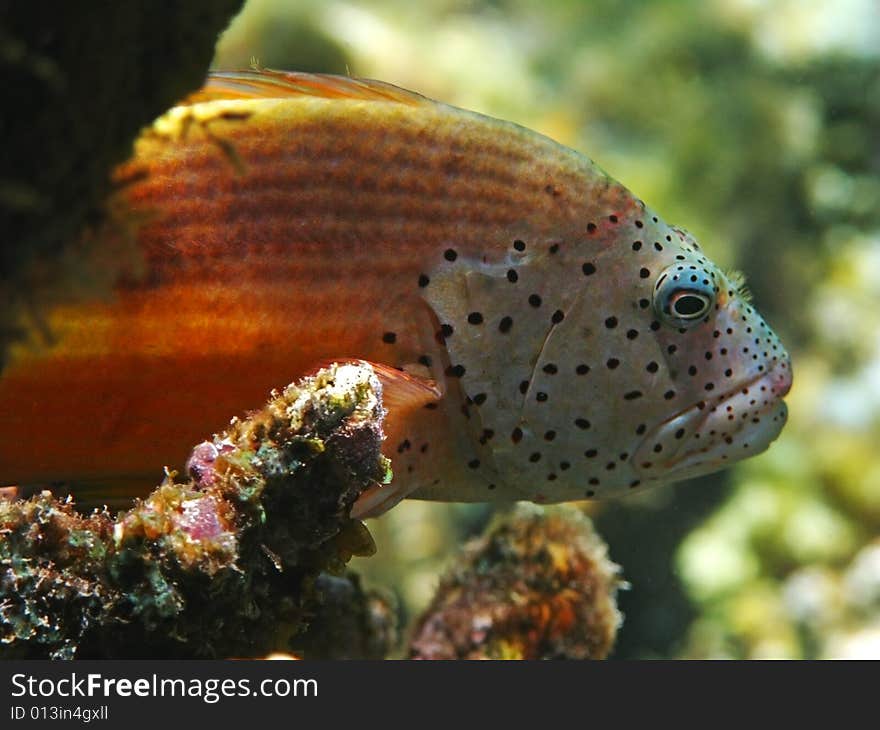 Blackside hawkfish