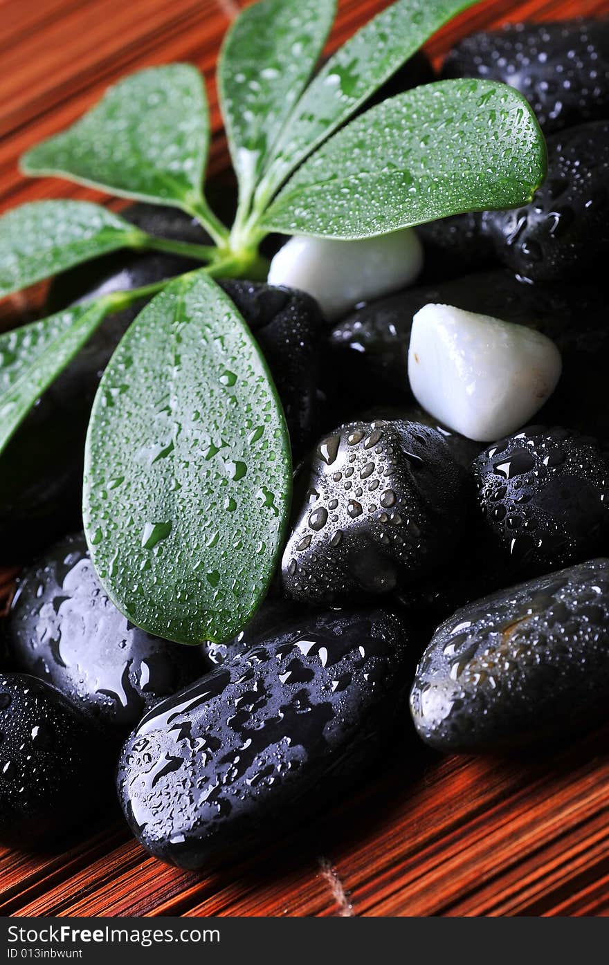 Close up of wet river rocks with green leaf. Close up of wet river rocks with green leaf