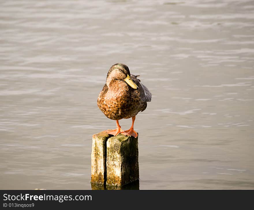 Duck On A Post