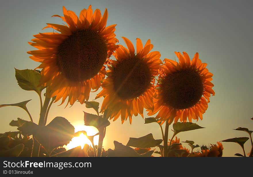 Sunflower field in beams of the leaving sun. Sunflower field in beams of the leaving sun