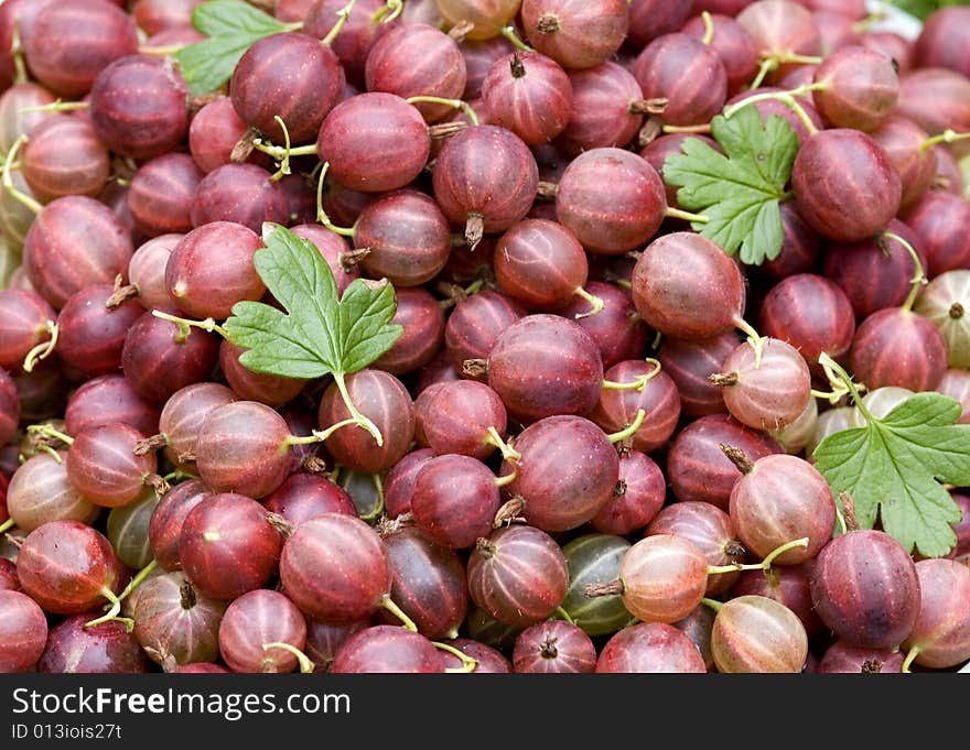 Ripe gooseberry, fresh harvest in the garden