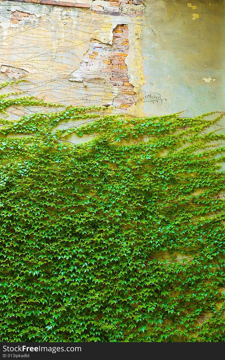 Climbing Green Ivy on Old Wall