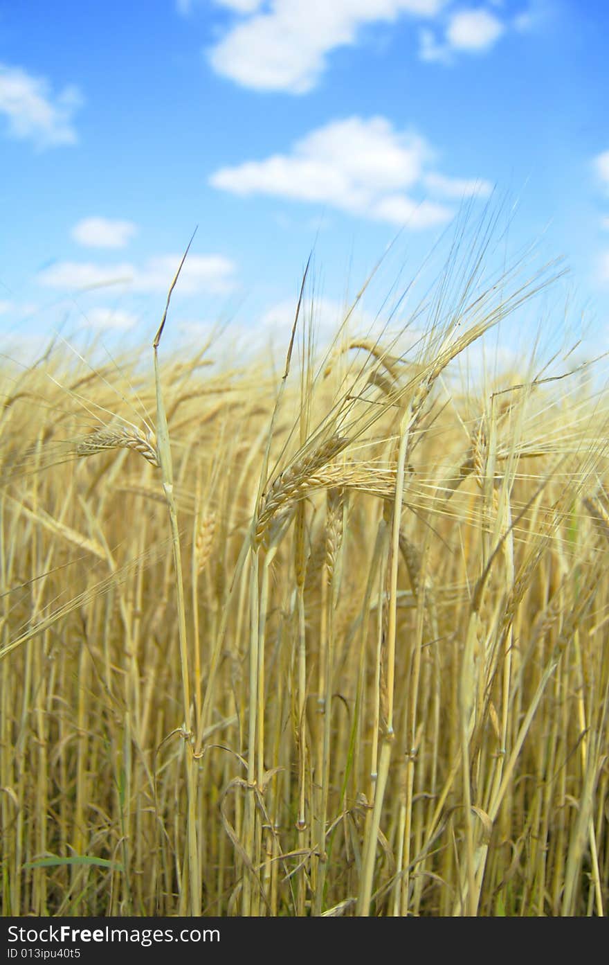 Wheat field, harvest of agriculture