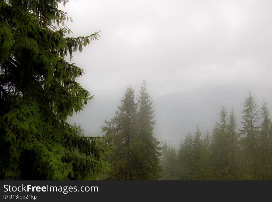 Fog In Zakopane