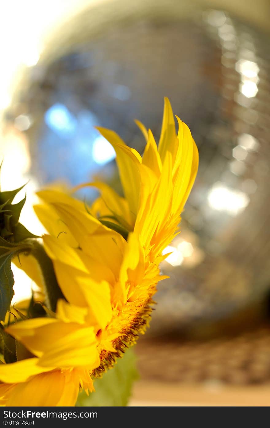 Yellow sunflower on the background disco sphere