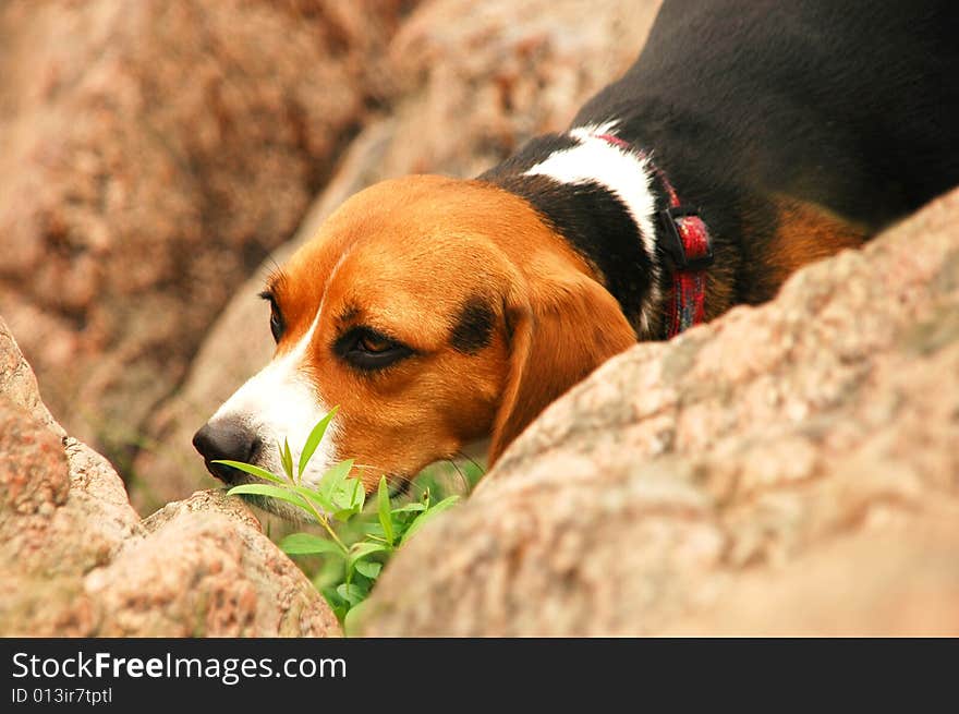 Hunting dog near the small stones