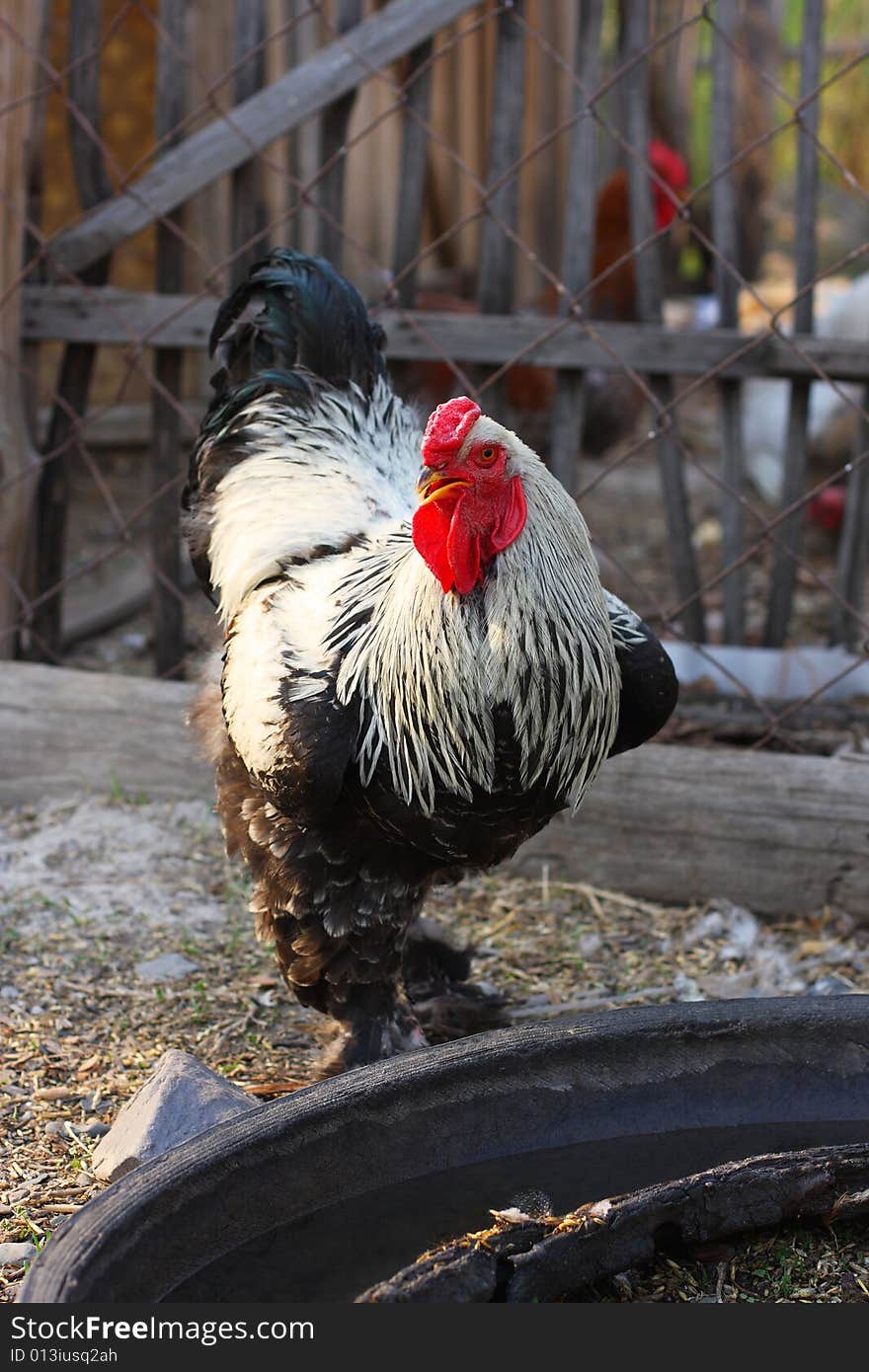 The rooster walks on a farm