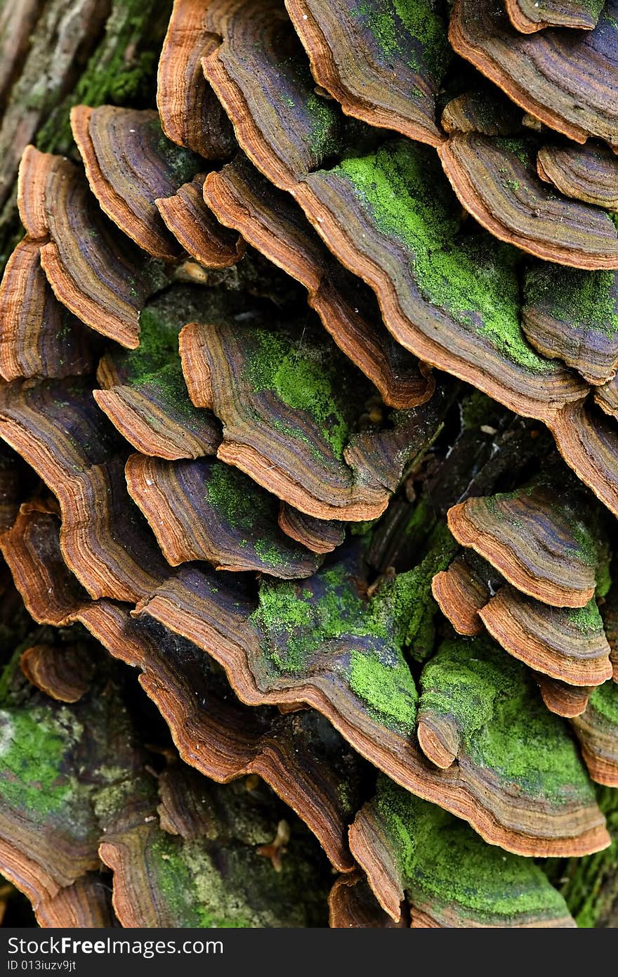 Large group of mushrooms on the trunk (Trichaptum biforme)