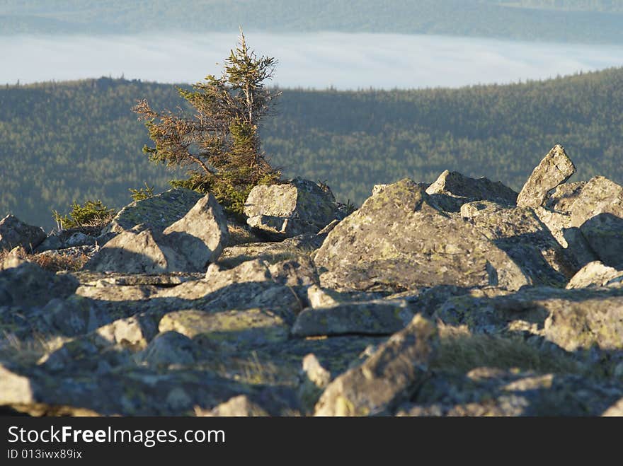 Summer on the South Ural.Iremel mountain,fir on the stone,mist