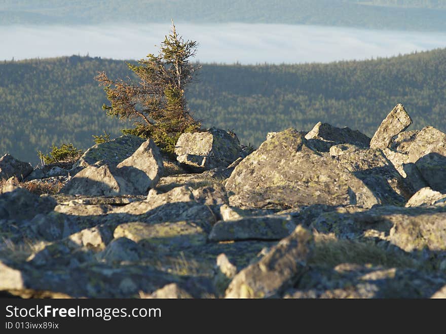 Fir on the stone