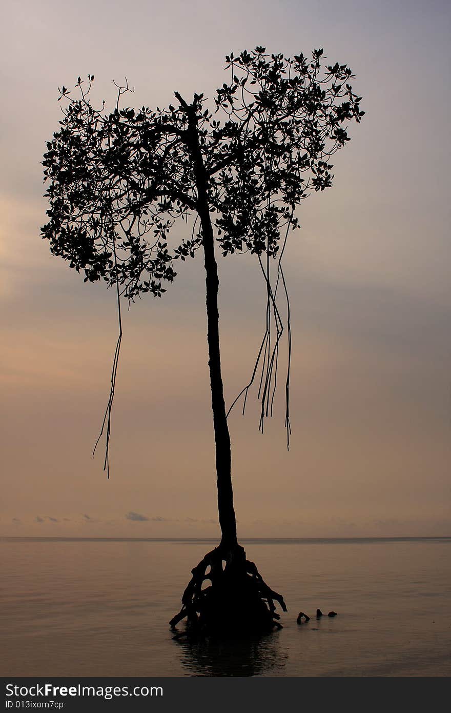 Mangrove tree at high tide, andaman islands India.