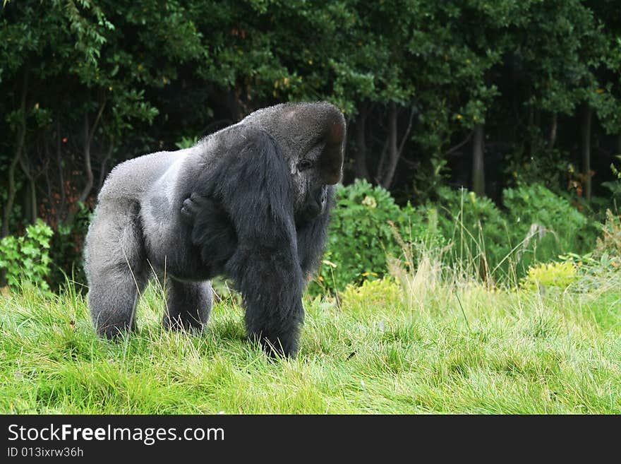 Photo with male gorilla made in national park. Photo with male gorilla made in national park