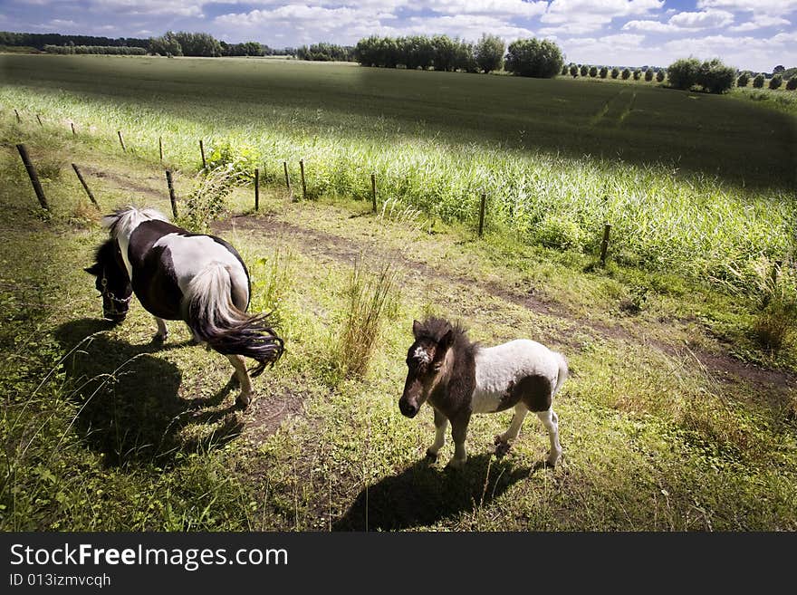 Foal with mother