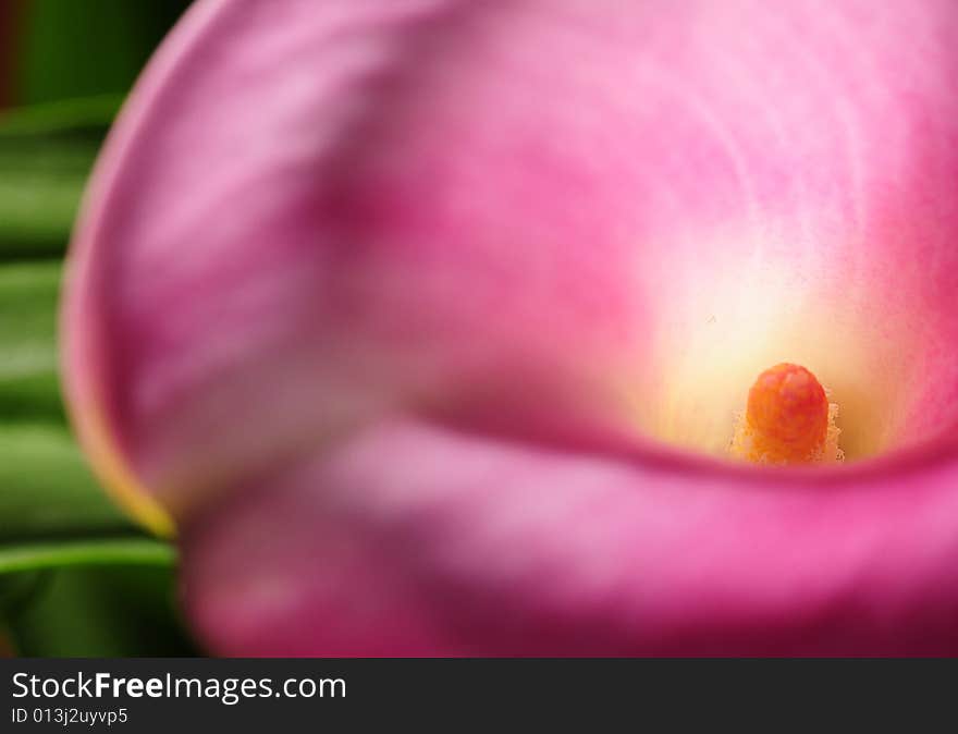 A close-up photograph of a pink calla lily with a creative depth-of-field blur. A close-up photograph of a pink calla lily with a creative depth-of-field blur.