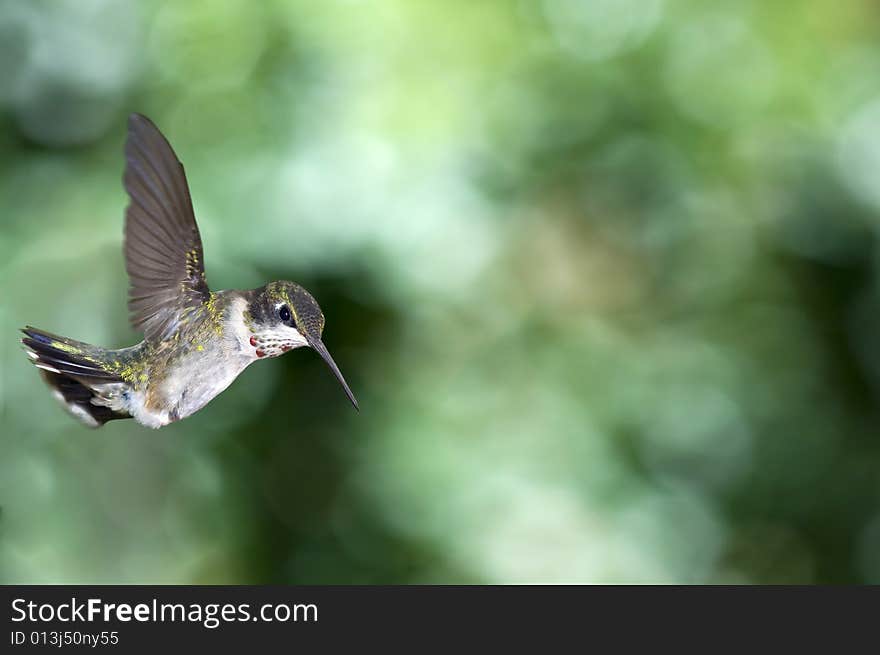 Hummingbird fly-by