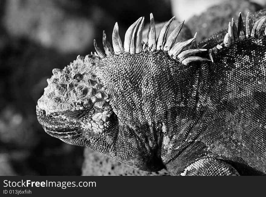 Iguana On The Rocks Black & White