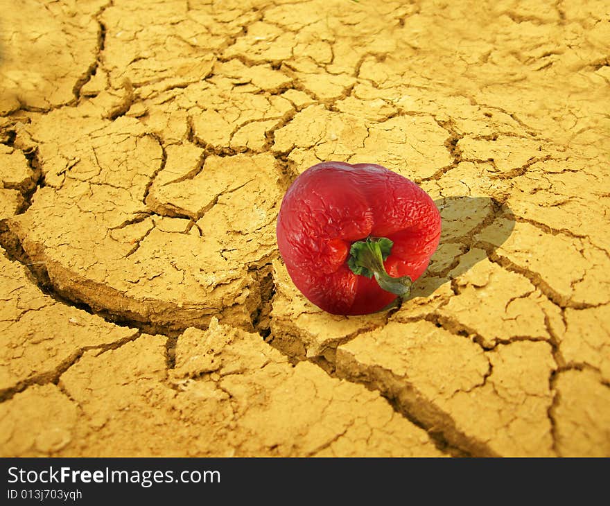 Photo of wrinkled paprika on background of cracked the ground. Photo of wrinkled paprika on background of cracked the ground