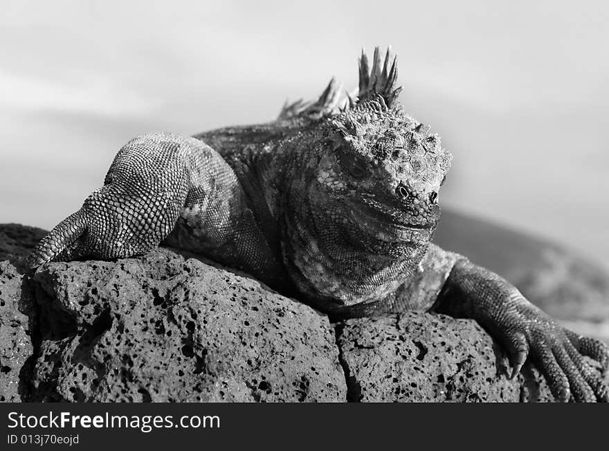 Marine Iguana looking down from Volcanic Rocks. Marine Iguana looking down from Volcanic Rocks