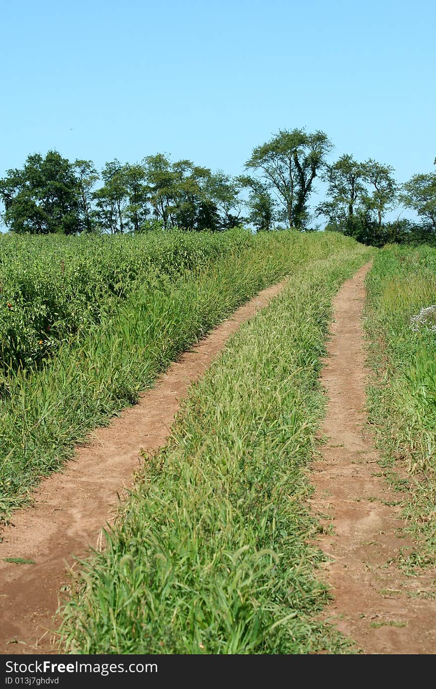 Dirt road through a farm field