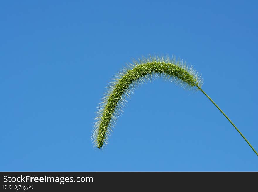 A Giant Foxtail weed against a blue sky