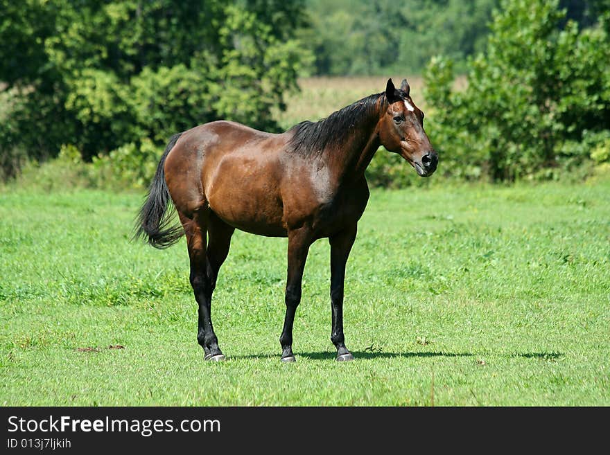 A Brown horse in a green field