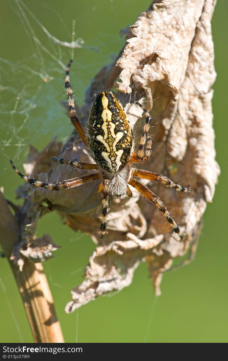 Spider on the dry grass macro shot