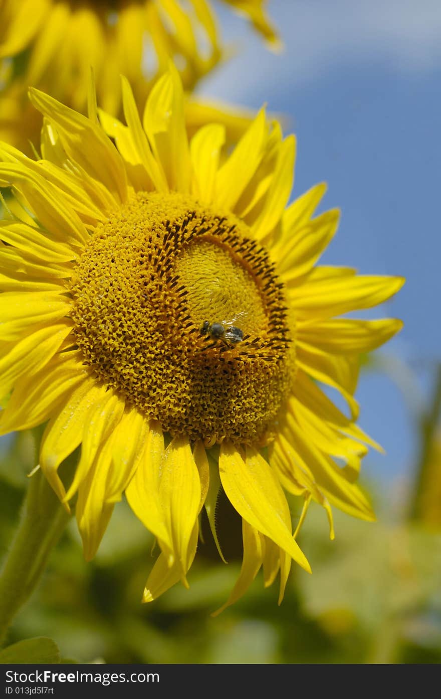 Yellow sunflower