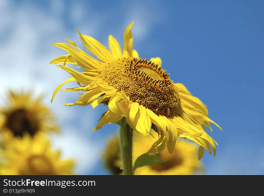 Yellow Sunflower