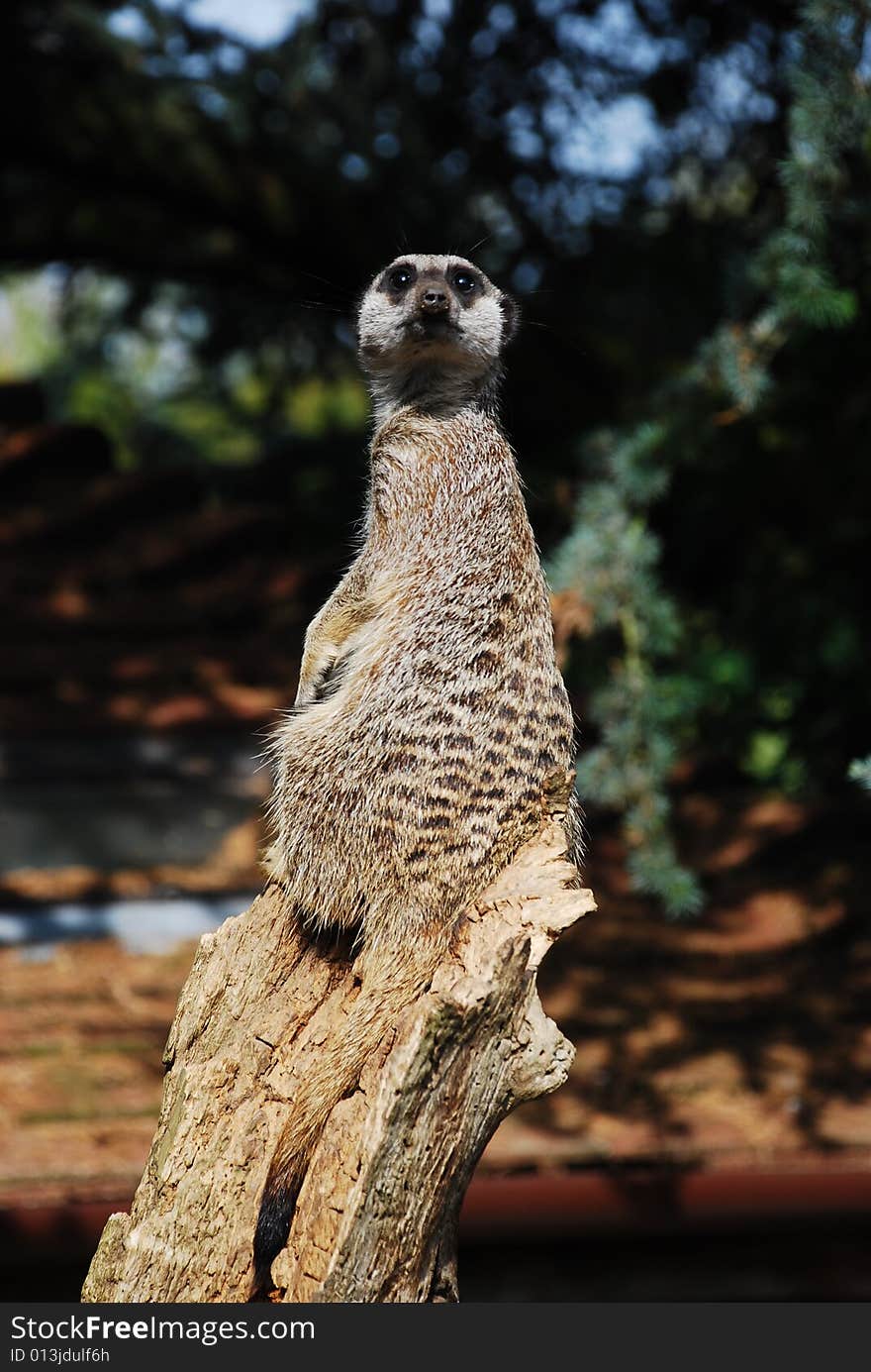 Meerkat