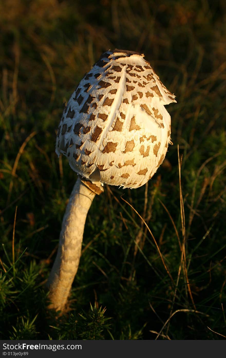 Shaggy Ink Cap