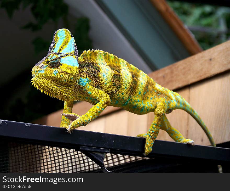 A pretty colored lizard struts is stuff. A pretty colored lizard struts is stuff.