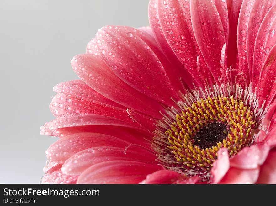 Pink barberton daisy on gray background